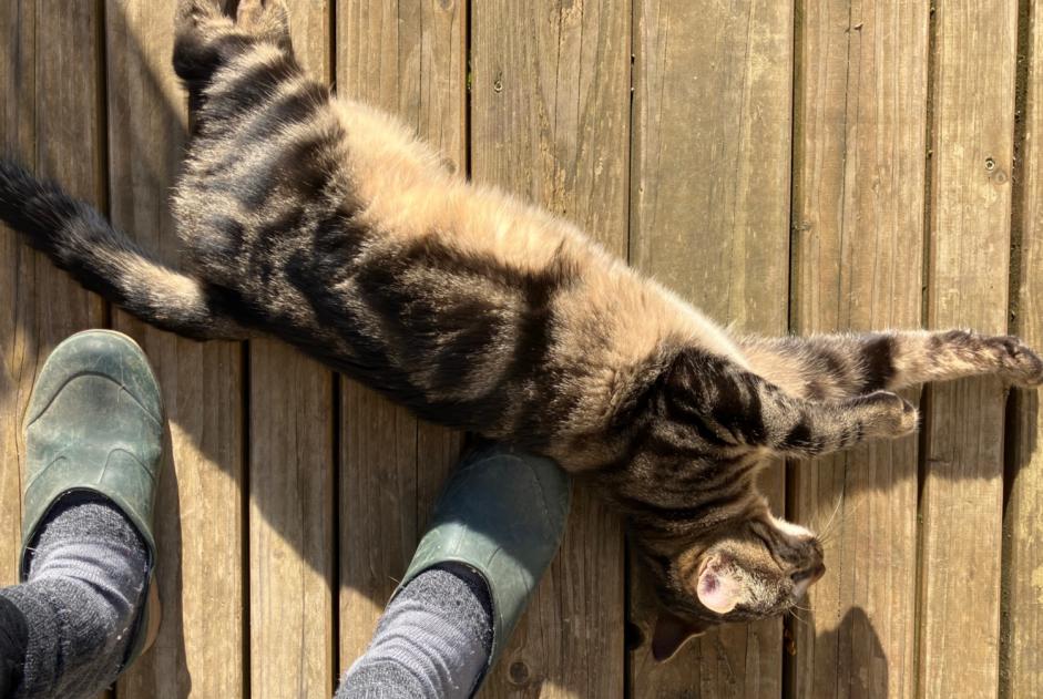 Alerte Découverte Chat croisement  Mâle Saintry-sur-Seine France